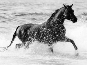 Cavall en la mar